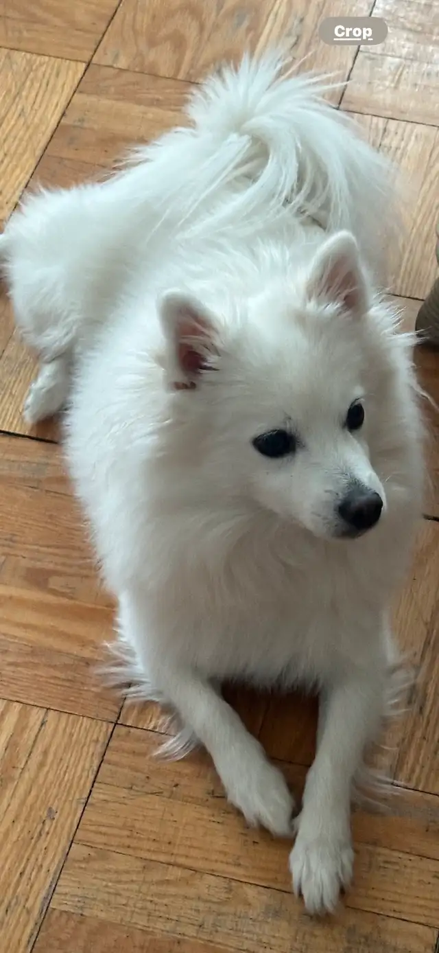 Eskimo mini in Dogs & Puppies for Rehoming in City of Toronto - Image 2