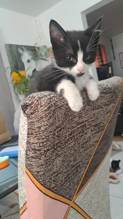 Petits Chaton a vendre, View more