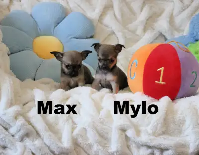 Chihuahua ❤Mâle Jumeaux  ❤️Protection100%.GarantieTop Qualité★★, View more