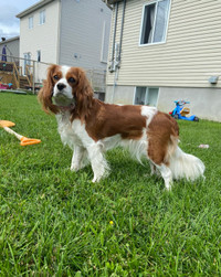 Chiots pure race Cavalier King Charles