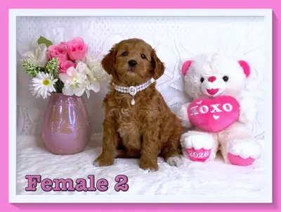 Mini-GoldenDoodle F1b Puppies, View more