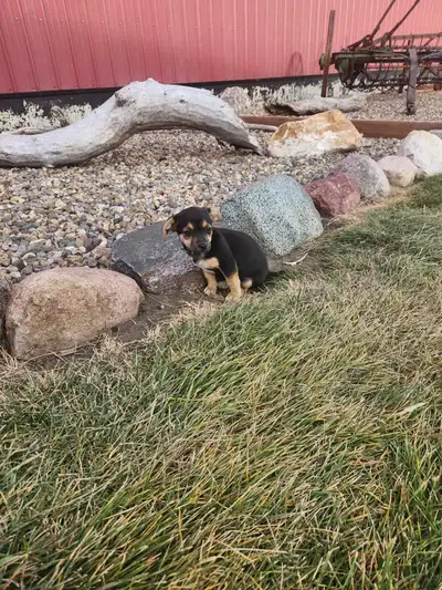 Chihuahua x Beagle only 1 left, View more