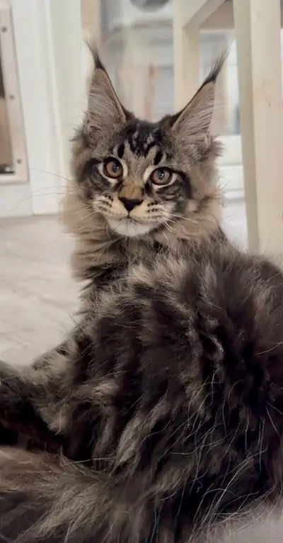 CCA Maine Coon Kittens: Ready Now & June Reservation, View more