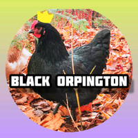 Black Orpington Chicks /Orpington Noire Poussins