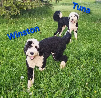 11-Month-Old Sheepadoodle, View more