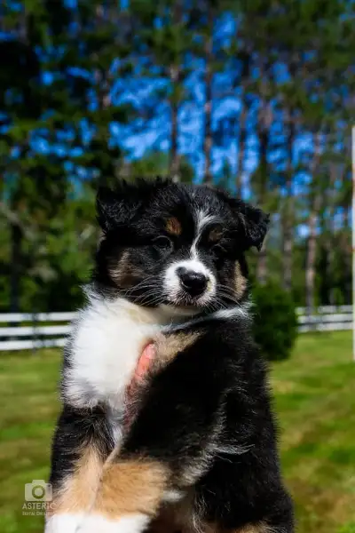 CKC Registered Australian Shepherds, View more