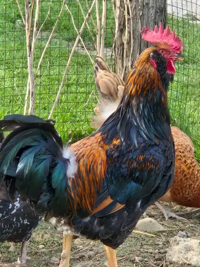 Rooster, View more