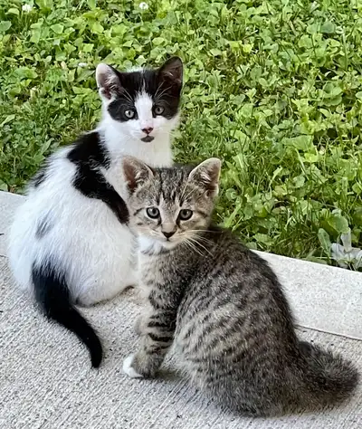 Kittens available, View more