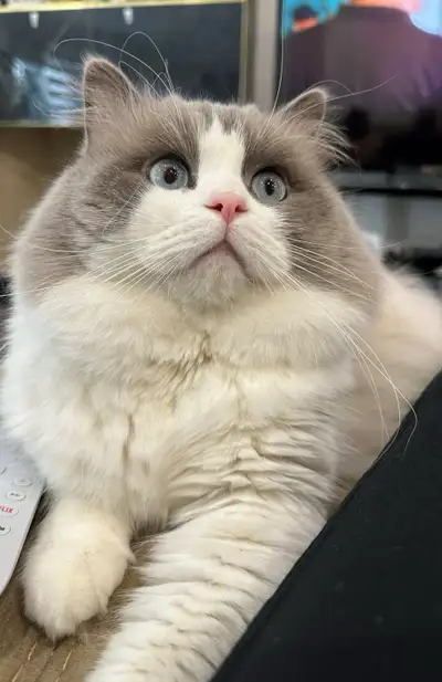 Luxury FIFE/TICA purebred Ragdoll kittens- blue bicolours, View more