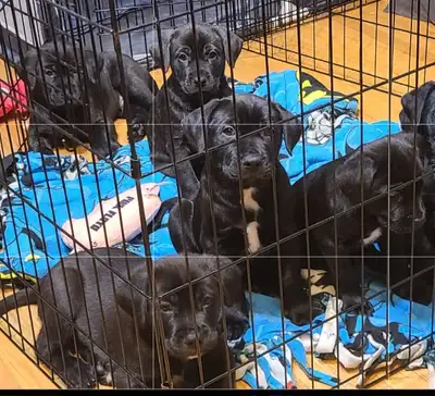 Cane corso, presa canario lab puppies, View more