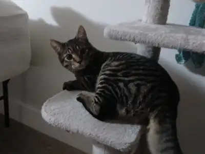 Cat looking for a good home, View more