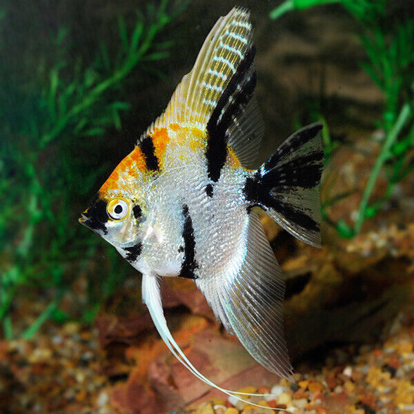 KOI ANGELFISH SPECIAL in Fish for Rehoming in North Bay - Image 4
