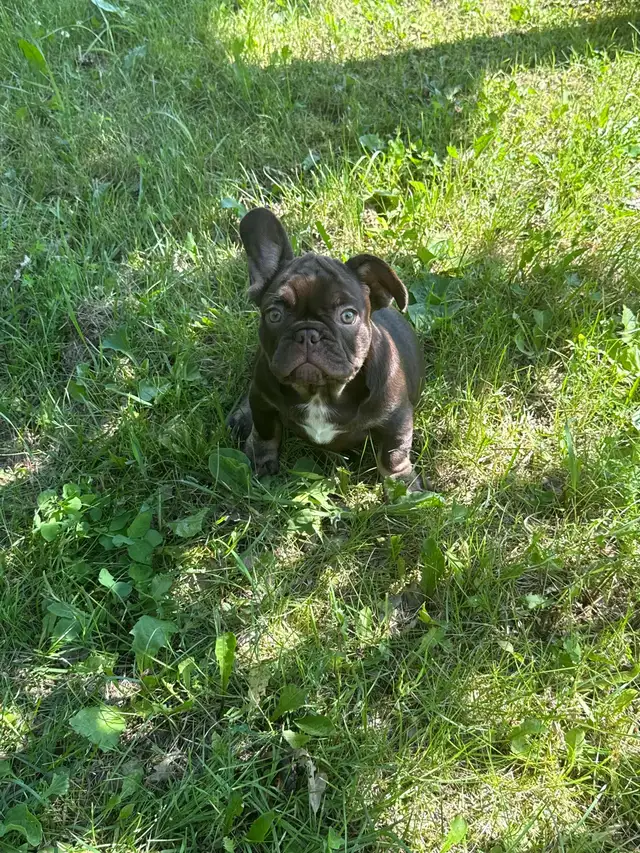 French Bulldog Puppies Available — UK Bloodlines in Dogs & Puppies for Rehoming in City of Montréal - Image 3