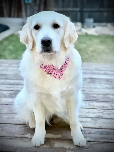 The adjustable polyester dog bandana collar features a floral print, making it a stylish and eco-fri...