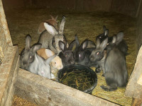 Meat rabbits for sale 