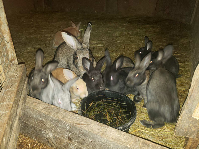 Meat rabbits for sale  in Livestock in Peterborough