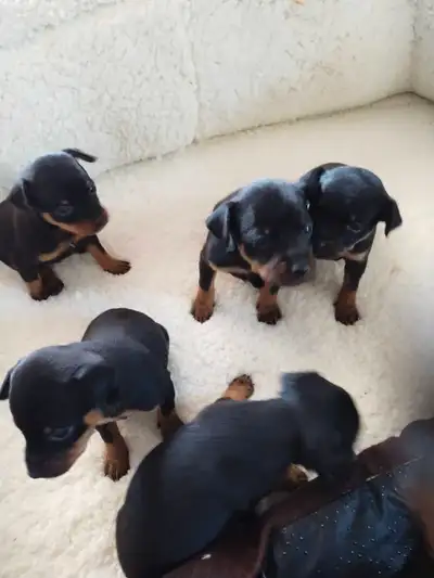 I have 1 female and 3 males that will be ready for their new homes June 24th. These dogs have lots o...