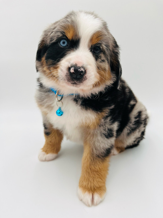 Australian Mountain Dogs in Dogs & Puppies for Rehoming in Prince George - Image 3