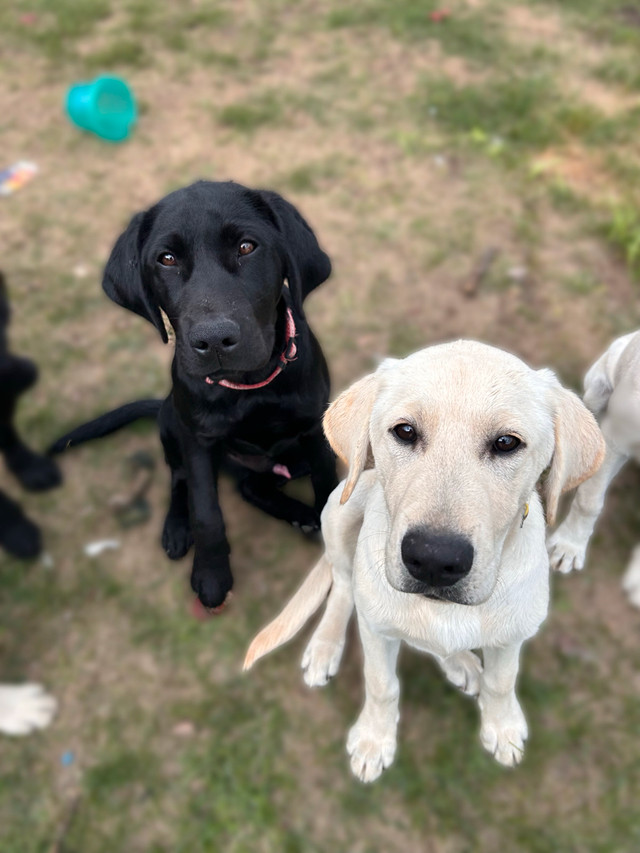2 Male Lab Puppies  in Dogs & Puppies for Rehoming in Petawawa