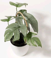 House plant - Amydrium medium silver cutting