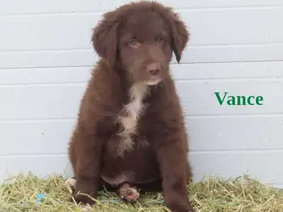 Beautifully marked golden doodle aussie mix puppies looking for new homes +1 (226) 884-3781 200 each...