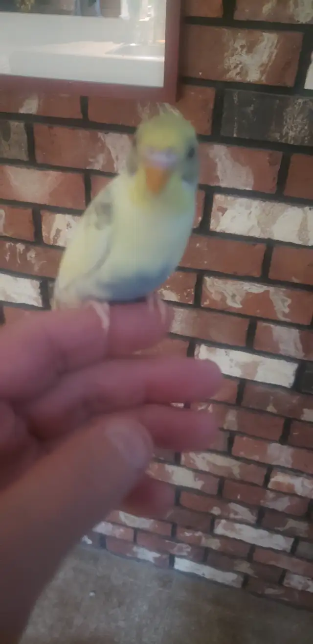 Hand tamed Baby Budgies. Visit to hold them. 3 months old. in Birds for Rehoming in Tricities/Pitt/Maple - Image 3