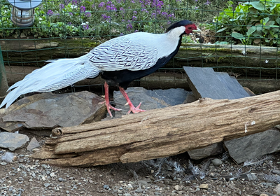 Silver Pheasant, Mandarin Ducks, Pearl Guineas, & Chickens., View more