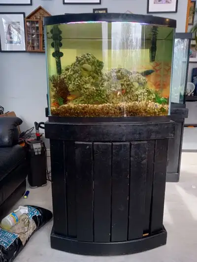 Beautiful 35 gallon bow-front aquarium, View more