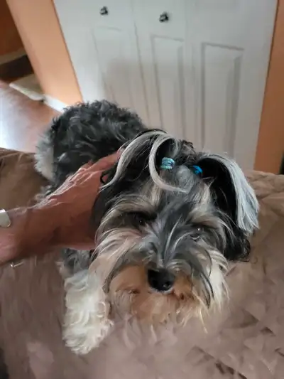 chienne adulte à adopter, View more