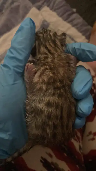 Bonjour. J’ai un couple de Bengal pur race ! Ma chatte à accoucher aujourd’hui de 4 beaux bébés ! Je...