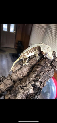 Lily White Crested Gecko with accessories 