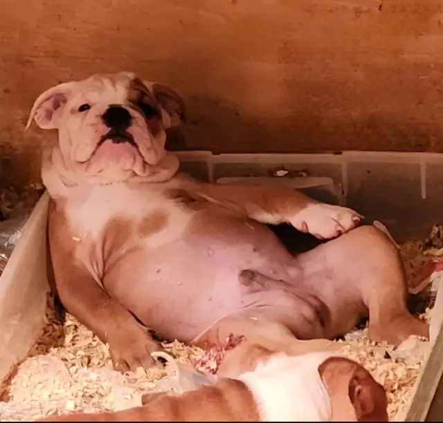 ⭐️ROYAL VICTORIAN BULLDOG'S ⭐️ in Dogs & Puppies for Rehoming in Owen Sound - Image 4