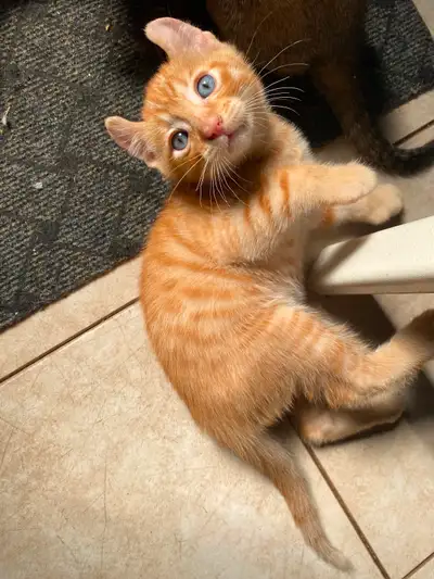 Highland lynx à vendre ! Troisieme et quatrième photo 250$ très peu de gêne, super gentil , plus cal...