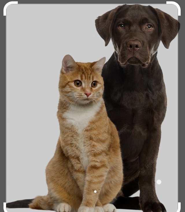 Fun boarding for your cats and dogs that feels like home Animal & Pet Services Mississauga