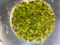 Spirodela - Aquarium Floating Live Plants