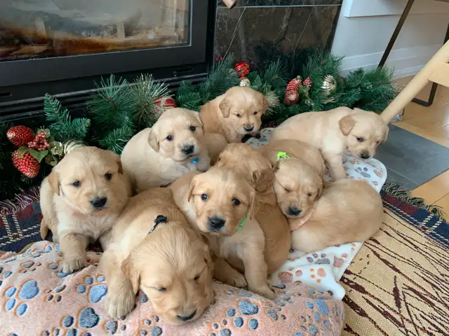 Purebred Golden Retriever puppies in Dogs & Puppies for Rehoming in Hamilton - Image 2