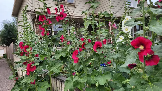 hollyhock plants63023586389507123