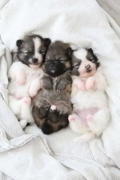 Pomeranian puppies, View more