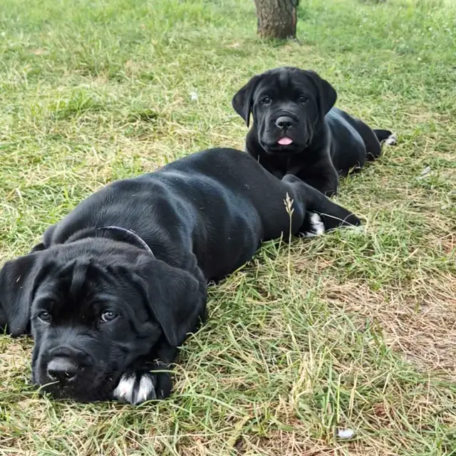 5 availavle. Ready to go. Purebred Cane Corso Puppies in Dogs & Puppies for Rehoming in Winnipeg - Image 7