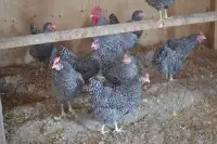 Barred Rock laying hens,  pullets for sale