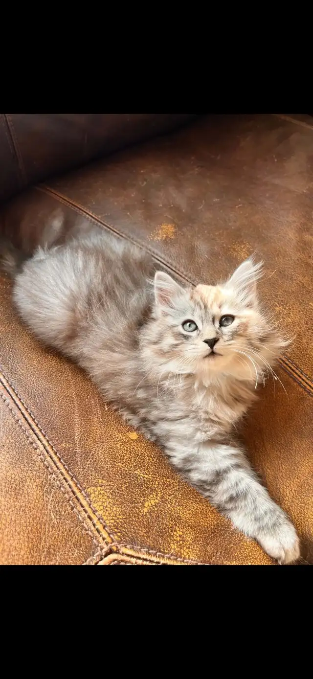 (Dollface Chinchilla) Persian Ragdoll Female Kitten | Cats & Kittens ...