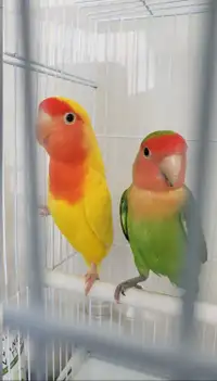 Love birds for sale in pair