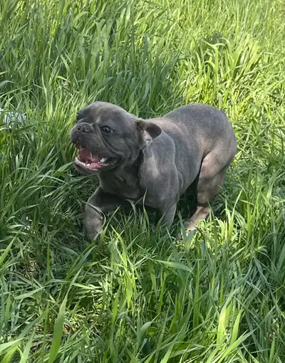 French Bulldog , View more