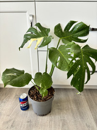 Healthy rare plant - monstera Thai over 1 year old 