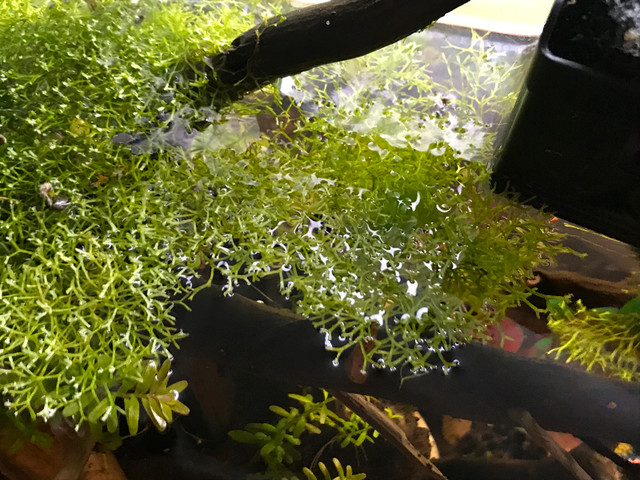 moss and Riccia fluitans in Fish for Rehoming in Ottawa - Image 3