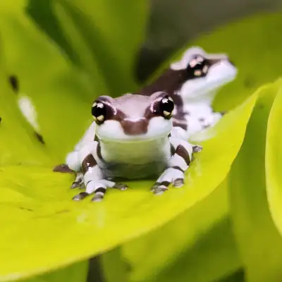 Pre-expo discount! Pick up at our table at the June 22nd Toronto Reptile Expo. These little cuties a...