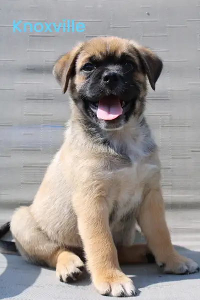 Pug Australian Shepherd Puppies, View more