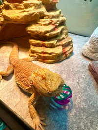 Free Rehoming my Bearded Dragon