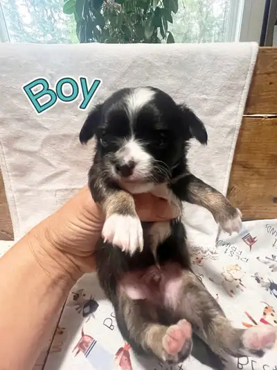 Tint purebred Chihuahuas!, View more