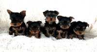 Yorkshire Terrier Puppies 